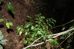 Flindersia xanthoxyla, photograph (c) Greg Tasney, some rights reserved (CC BY-SA)