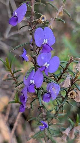 Devil's Pins