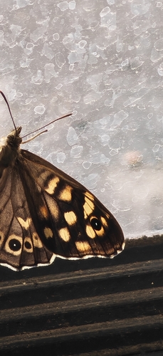 Speckled Wood