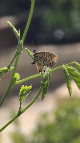 Lang's Short-tailed Blue