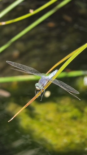 Keeled Skimmer