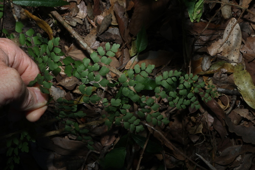 Adiantum atroviride, photograph 1