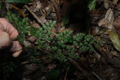 Adiantum atroviride, photograph (c) Greg Tasney, some rights reserved (CC BY-SA)