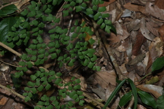 Adiantum atroviride