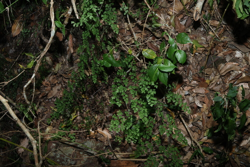 Adiantum atroviride, photograph 2
