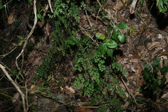 Adiantum atroviride, photograph (c) Greg Tasney, some rights reserved (CC BY-SA)