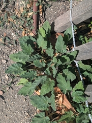 Erodium malacoides