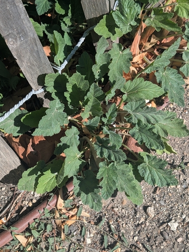 Erodium malacoides, photograph 2
