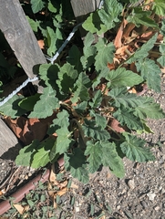 Erodium malacoides, photograph author not stated, no rights reserved