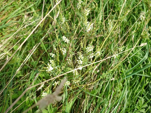 White Sweetclover
