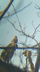 Uropsila leucogastra