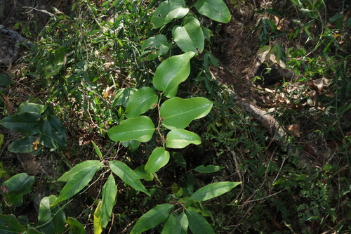 Smilax australis, photograph 2