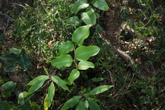 Smilax australis, photograph (c) Greg Tasney, some rights reserved (CC BY-SA)