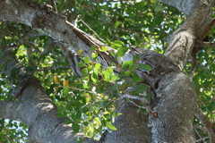 Euroschinus falcatus, photograph (c) Greg Tasney, some rights reserved (CC BY-SA)