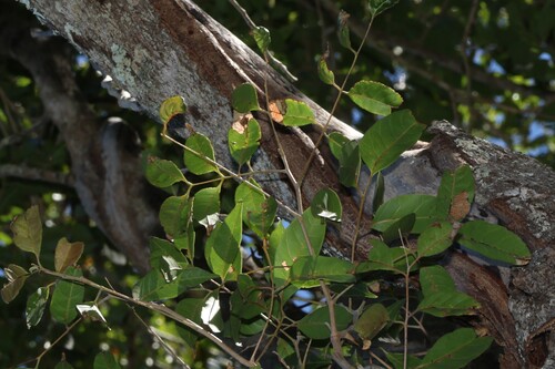 Euroschinus falcatus, photograph 6