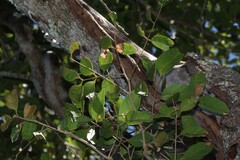 Euroschinus falcatus, photograph (c) Greg Tasney, some rights reserved (CC BY-SA)