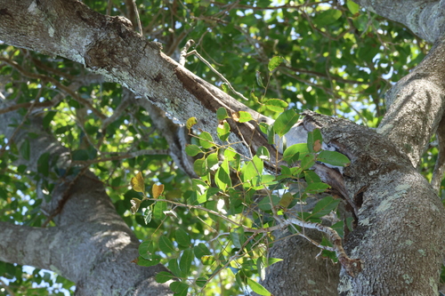 Euroschinus falcatus, photograph 4