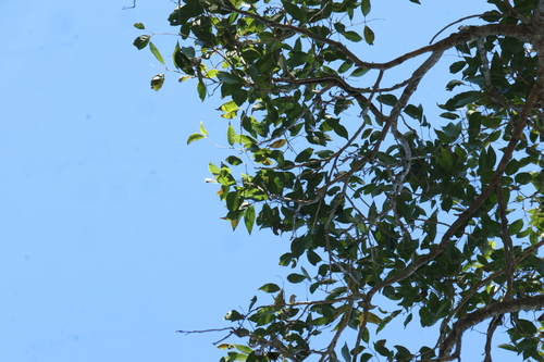 Euroschinus falcatus, photograph 5