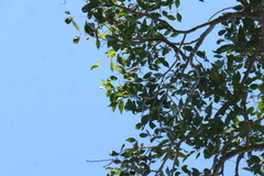 Euroschinus falcatus, photograph (c) Greg Tasney, some rights reserved (CC BY-SA)