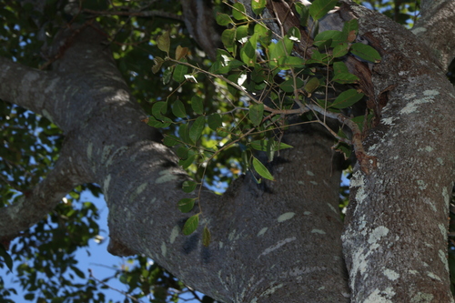 Euroschinus falcatus, photograph 2