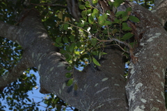 Euroschinus falcatus, photograph (c) Greg Tasney, some rights reserved (CC BY-SA)