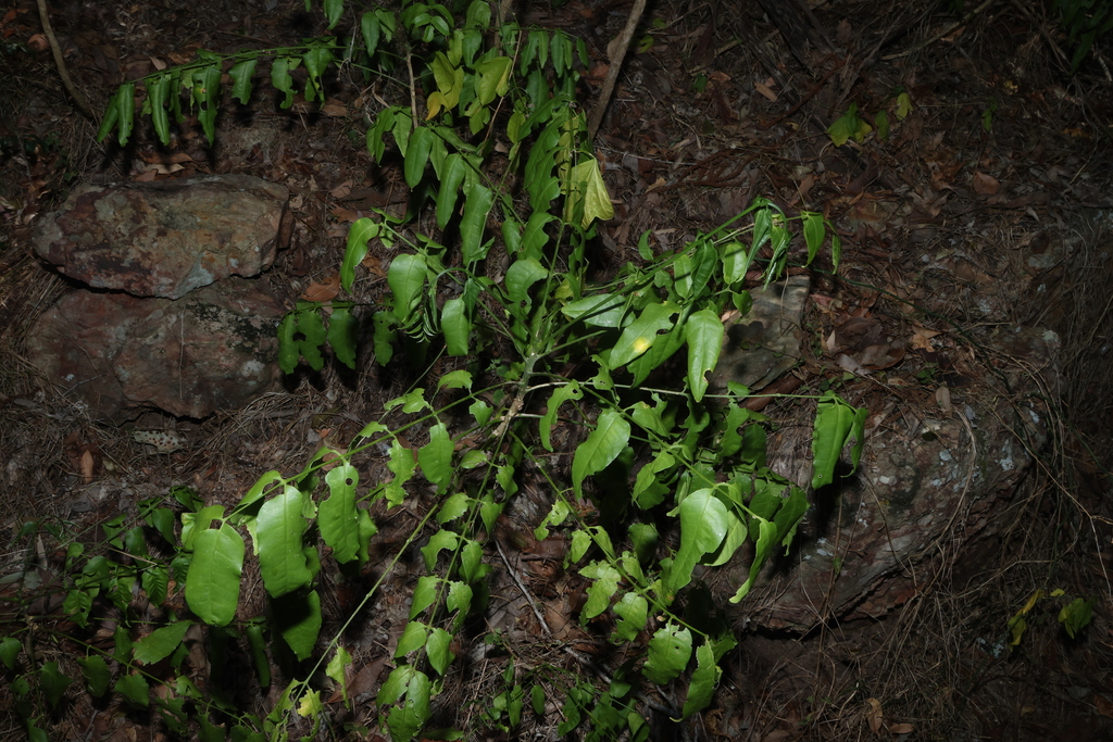 Pentaceras australe; photograph (c) Greg Tasney, some rights reserved (CC BY-SA)