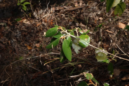 Alphitonia excelsa