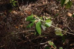 Alphitonia excelsa
