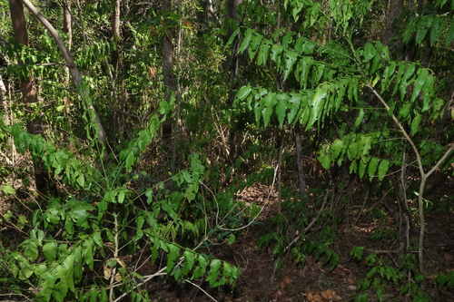 Pentaceras australe, photograph 2