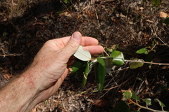(c) Greg Tasney, some rights reserved (CC BY-SA) Alphitonia excelsa, photograph (c) Greg Tasney, some rights reserved (CC BY-SA)