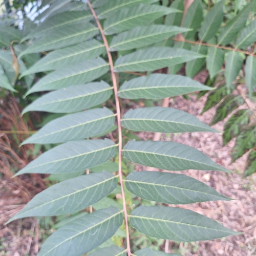 tree-of-heaven