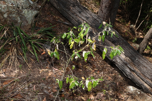 Alphitonia excelsa, photograph 2