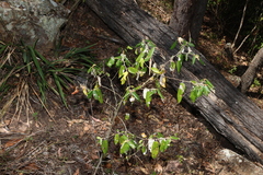(c) Greg Tasney, some rights reserved (CC BY-SA) Alphitonia excelsa, photograph (c) Greg Tasney, some rights reserved (CC BY-SA)