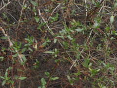 Muehlenbeckia hastulata