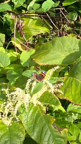 Red Admiral