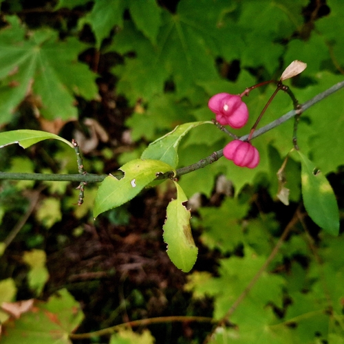 Spindle