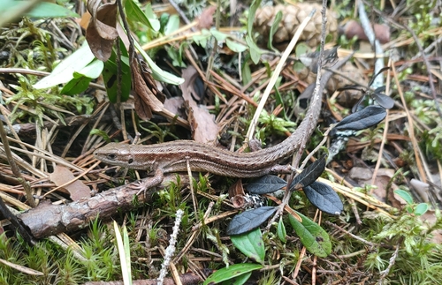 Viviparous Lizard
