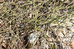 Cynanchum viminale, photograph (c) Greg Tasney, some rights reserved (CC BY-SA)