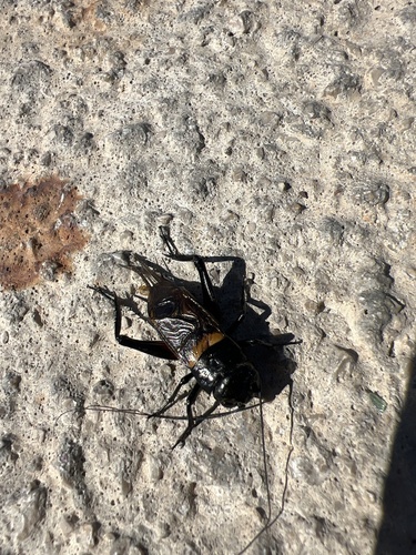 Southern Field Cricket