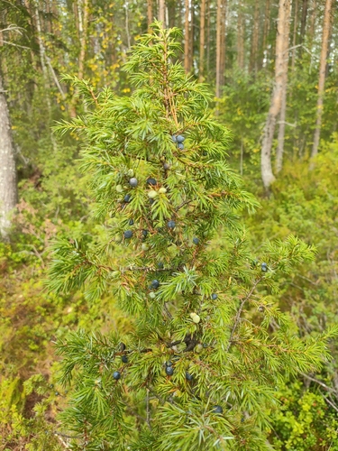 common juniper