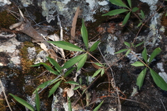 Clematicissus opaca