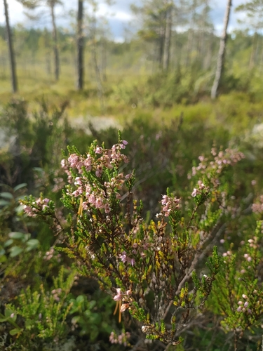 common heather