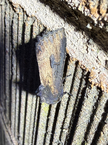 Iris Borer Moth photo 3