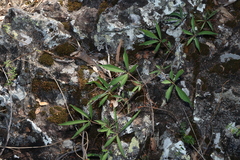 Clematicissus opaca, photograph (c) Greg Tasney, some rights reserved (CC BY-SA)