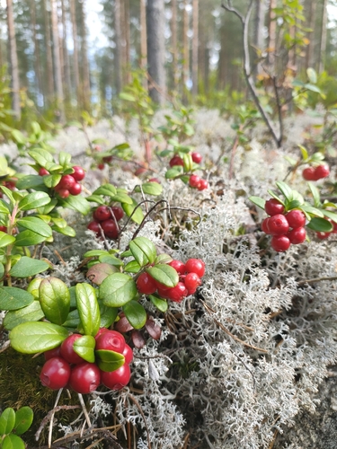 Lingonberry