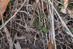 Lobelia purpurascens