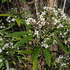 Zieria arborescens