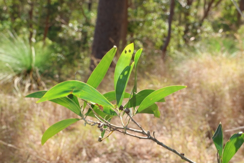 Acacia disparrima