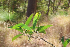 Acacia disparrima