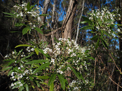 Zieria arborescens, photograph author not stated, no rights reserved